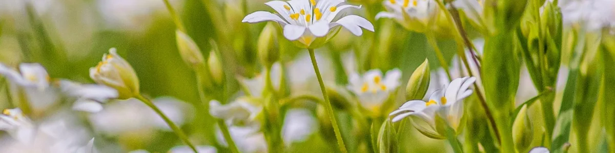 Petites fleurs blanches dans une prairie, évoquant la croissance et les ressources de l'enfant Petites fleurs blanches dans une prairie, évoquant la croissance et les ressources de l'enfant