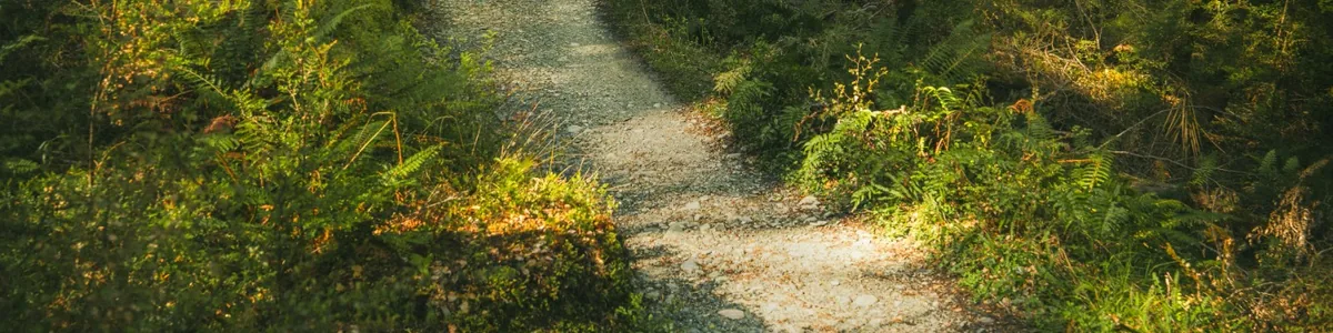 Chemin dans une forêt lumineuse, évoquant la compréhension des émotions et l'avancée pas à pas Chemin dans une forêt lumineuse, évoquant la compréhension des émotions et l'avancée pas à pas
