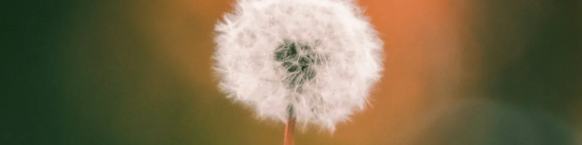 Pissenlit dans une prairie au soleil, évoquant la transformation, la croissance et l'autonomie de l'enfant Pissenlit dans une prairie au soleil, évoquant la transformation, la croissance et l'autonomie de l'enfant