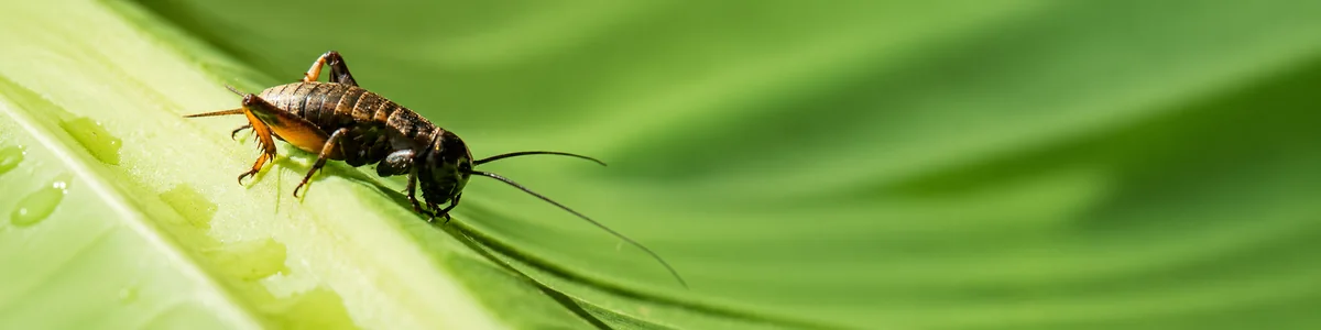 Grillon posé sur une feuille verte, symbole d’ancrage et d’écoute intérieure Grillon posé sur une feuille verte, symbole d’ancrage et d’écoute intérieure
