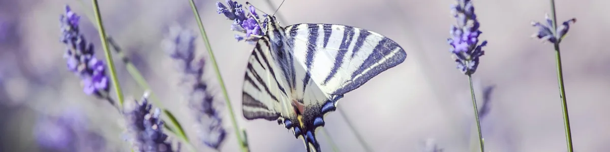 Papillon posé dans la lavande, symbole de transformation et de cheminement Papillon posé dans la lavande, symbole de transformation et de cheminement