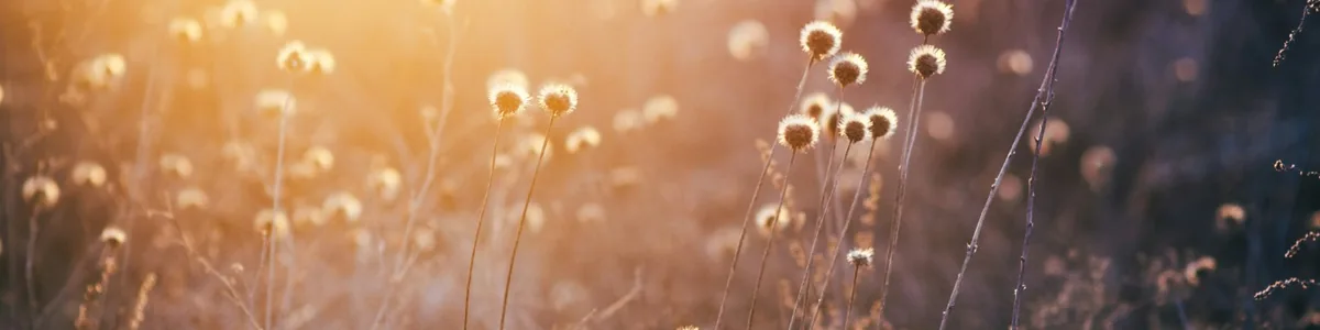 Fleurs sauvages dans une lumière douce évoquant l'apaisement émotionnel Fleurs sauvages dans une lumière douce évoquant l'apaisement émotionnel
