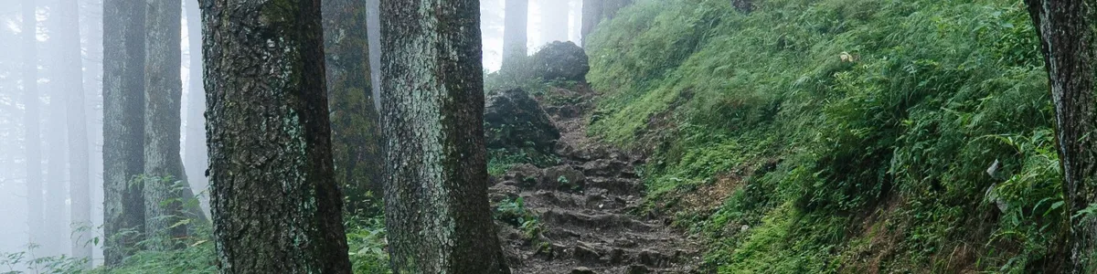 Chemin forestier dans la brume, évoquant l'incertitude et la progression face à l'anxiété Chemin forestier dans la brume, évoquant l'incertitude et la progression face à l'anxiété