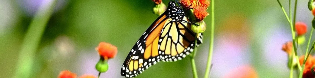 Papillon posé sur des fleurs sauvages, évoquant le mouvement, la transformation et la liberté retrouvée Papillon posé sur des fleurs sauvages, évoquant le mouvement, la transformation et la liberté retrouvée